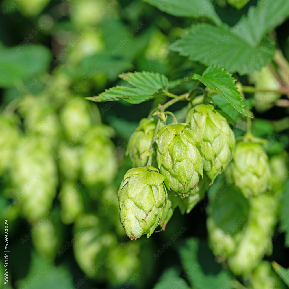 Weibliche Blüten vom Hopfen, Humulus lupulus Weibliche Blüten vom Hopfen, Humulus lupulus