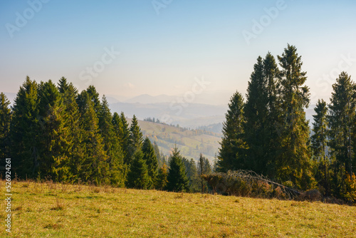 spruce trees on the meadow. rural valley in the distance. sunny weather with fluffy clouds on the blue sky. countryside scenery in evening light