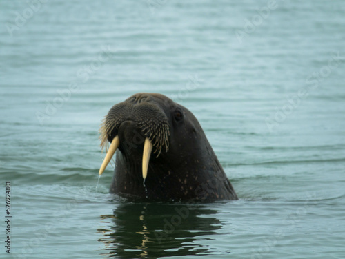 Front view of walrus with tusks in the water, Spitsbergen Islands, Norway