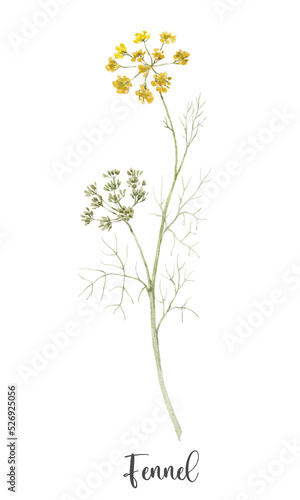 Beautiful floral clip art with watercolor hand drawn summer wild field fennel flower. Stock illustration. © zenina