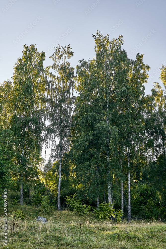 Birch groove of a pasture from the cultural landscape of Toten, Norway, a summer evening in August - version III