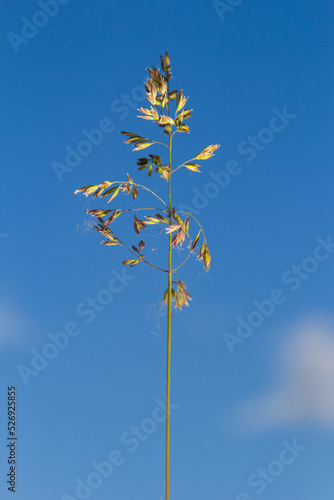 Poa angustifolia, Poa annua, Annual bluegrass, Poa pratensis, commonly known as Kentucky bluegrass, blue grass, meadow grass photo
