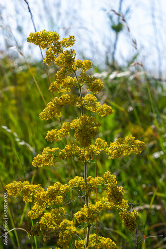 Flowering meadow, Galium verum, lady's bedstraw or yellow bedstraw. Galum verum is a herbaceous perennial plant. Healthy plant photo