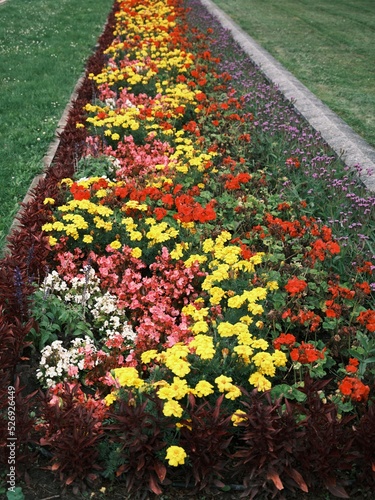 Wallpaper Mural Flower carpet in a health resort, Ciechocinek, Poland. Torontodigital.ca