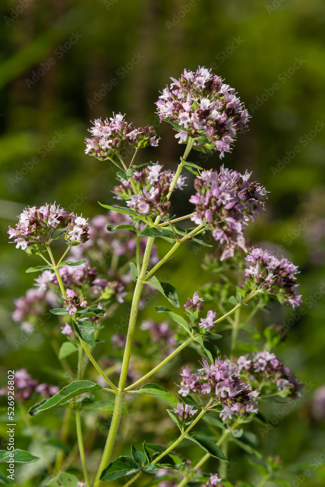 Close up view of pinc and lilac flowerheads of blooming oregano, origanum vulgare. Selected focus, blurred background Close up view of pinc and lilac flowerheads of blooming oregano, origanum vulgare. Selected focus, blurred background
