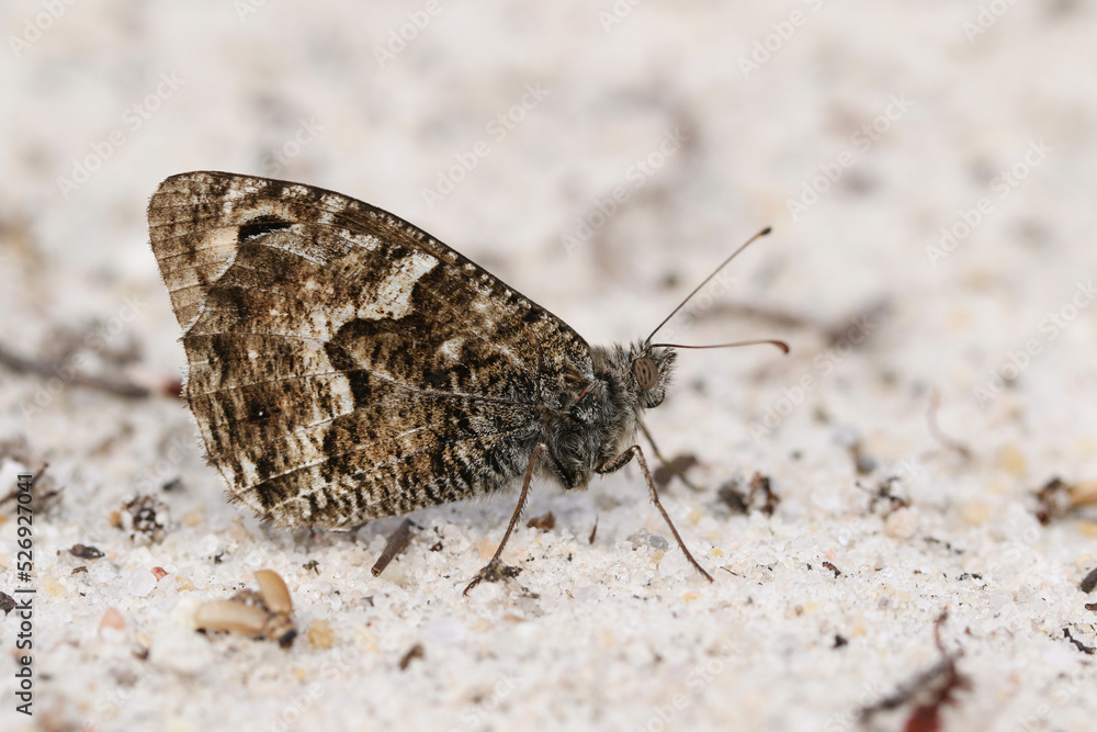 Fototapeta premium A Grayling Butterfly, Hipparchia semele, resting on the ground in heathland.