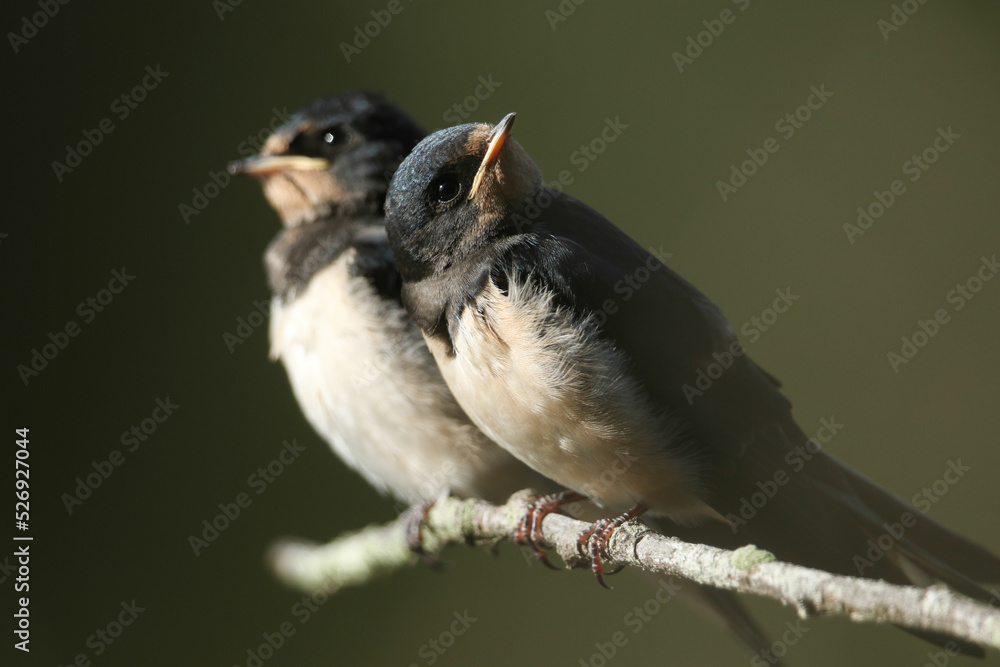 Fototapeta premium Two cute baby Swallows, Hirundo rustica, are perching on a branch of a tree hanging over a lake. They are waiting to be fed by the parent birds that are flying around the lake catching insects.
