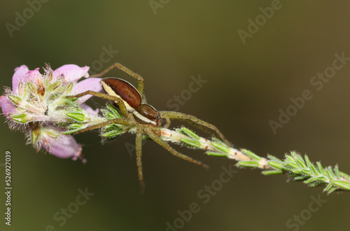 A rare hunting juvenile Raft Spider  Dolomedes fimbriatus  on a heather plant growing at the edge of a bog. 