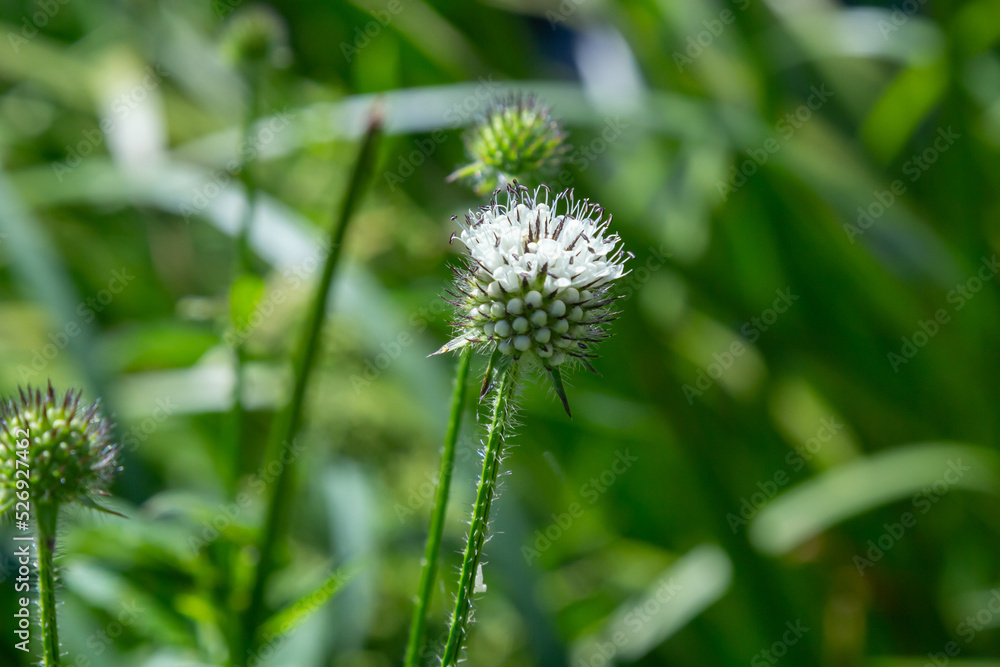 Dipsacus pilosus, Small Teasel. Wild plant shot in summer Dipsacus pilosus, Small Teasel. Wild plant shot in summer