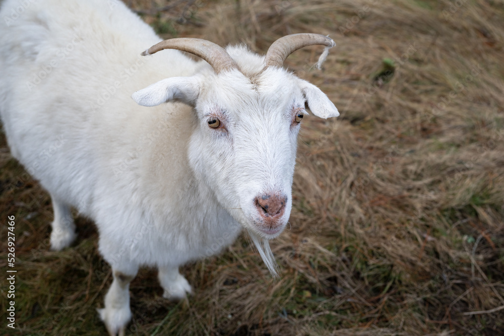 A white goat standing on the grass, looking up.