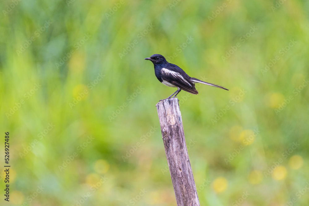 Beautiful Oriental Magpie Robin bird in the garden. Beautiful Oriental Magpie Robin bird in the garden.