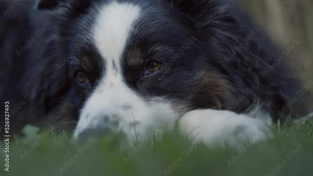 Medium close up shot of a cute sleepy Australian shepherd in the garden. Dog moves his head of of the frame. Medium close up shot of a cute sleepy Australian shepherd in the garden. Dog moves his head of of the frame.