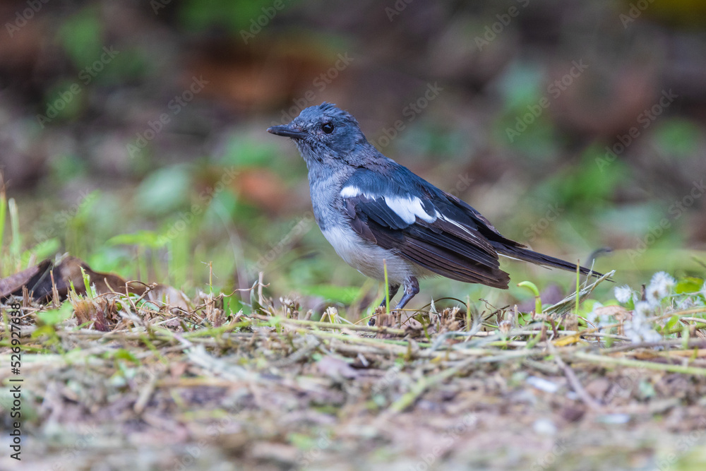 Obraz premium Beautiful Oriental Magpie Robin bird in the garden.