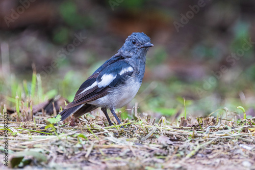 Beautiful Oriental Magpie Robin  bird in the garden. © Nakornthai