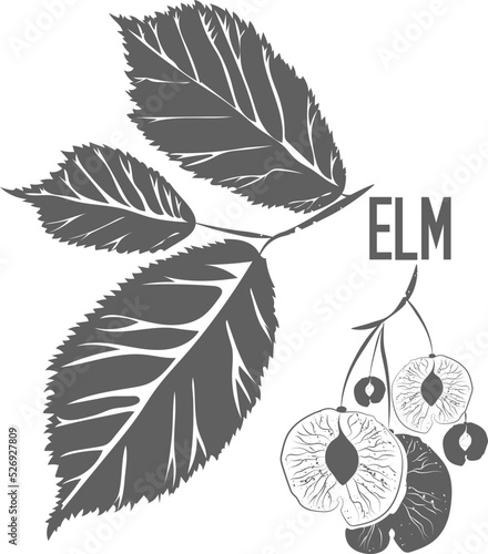 Elm tree leafs and seeds vector silhouette. Medicinal tree branch with leaves. Slippery elm silhouette for pharmaceuticals and cosmetology.