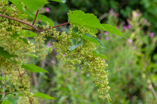 male flowers of common hop, blossom on a summer day