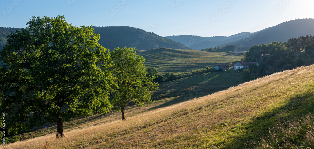 early morning landscape of vosges with farm and fields in low sunlight in summer under blue sky