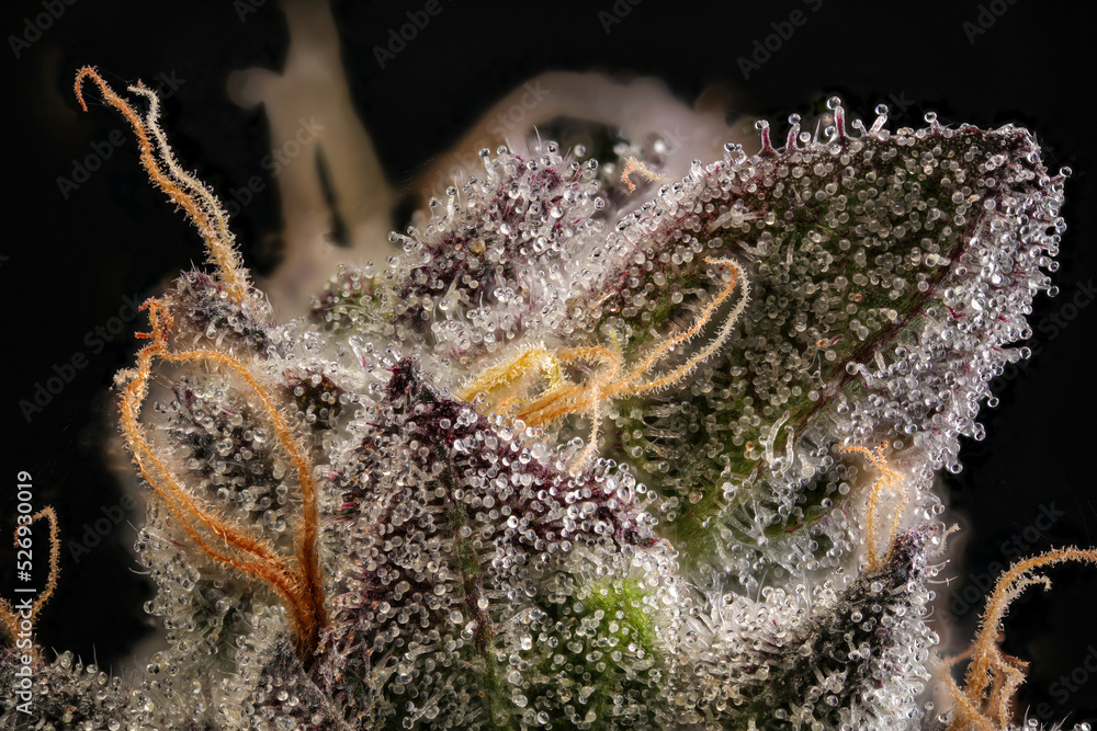 Super close up of cannabis trichomes - obrazy, fototapety, plakaty 