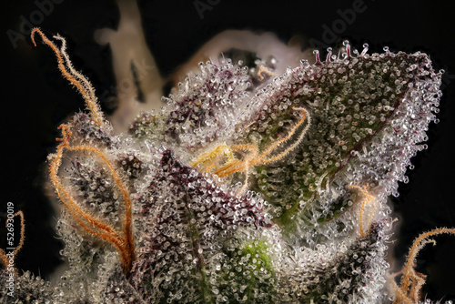 Super close up of cannabis trichomes photo