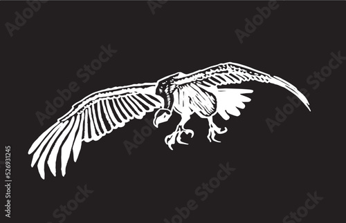 Vector vulture on black isolated,graphical drawing. Wild bird,hunter