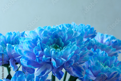 Bouquet of blue chrysanthemums on a gray background. Beautiful photo wallpaper. 
