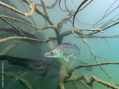 Zander fish in the water of lake Bled Slovenia