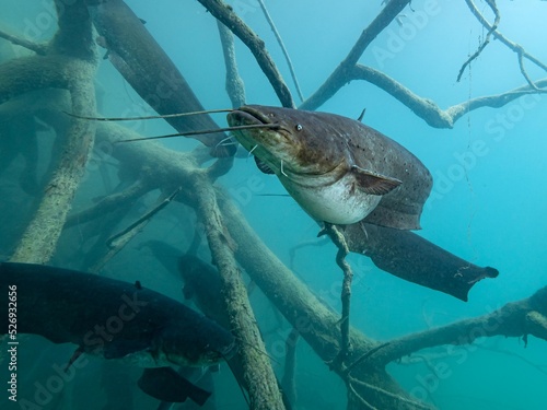 Catfish in lake Bled Slovenia