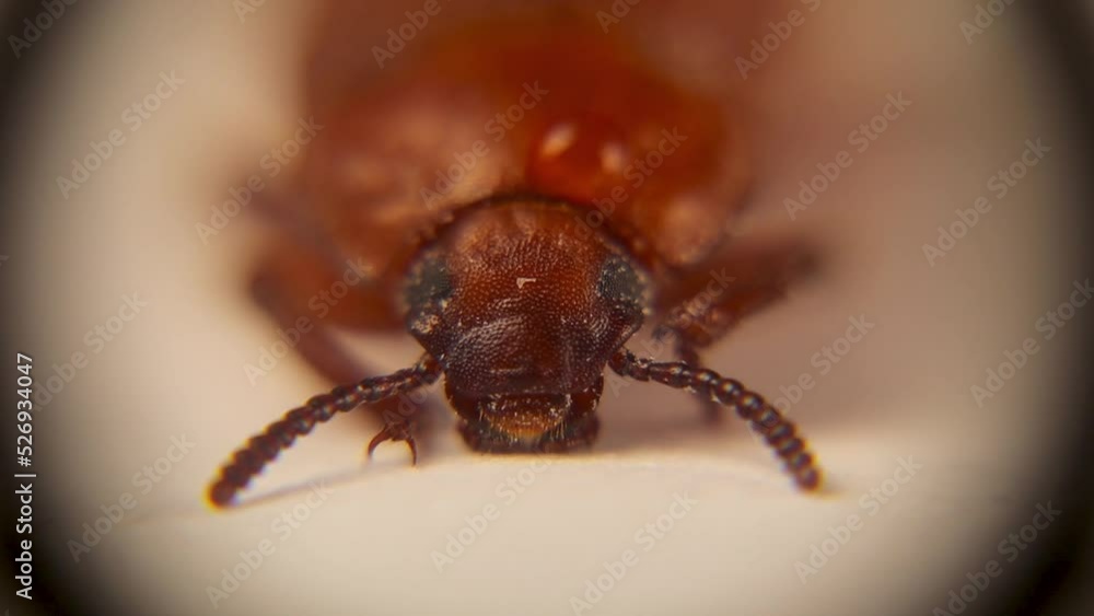 Mealworm under the microscope, beetle face. It's recently transformed