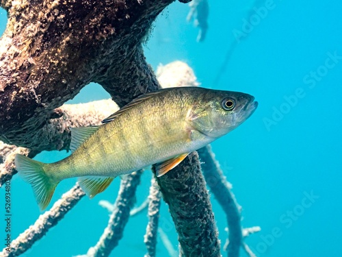 Perch fish in the water of lake Bled