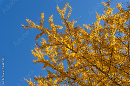 秋の青空とイチョウの黄葉