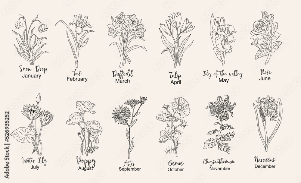Set of flower line art vector illustrations. Snow drop, daffodil, iris, rose, tulip, lilies of