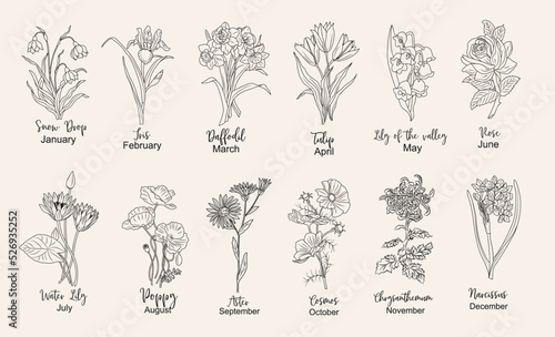 Fotografie, Obraz Set of flower line art vector illustrations
