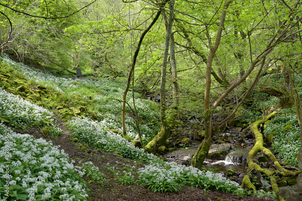 Path through wild garlic in Yorkshire Dales Path through wild garlic in Yorkshire Dales