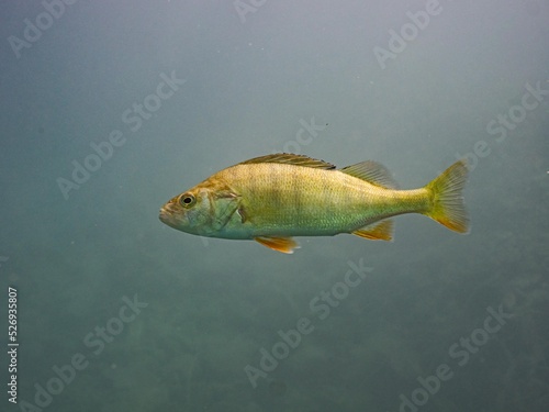 Perch fish in the water of lake Bled Slovenia