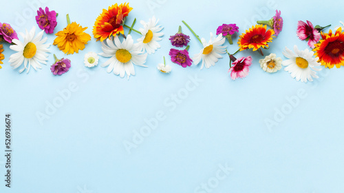 Chamomile garden flowers on blue background