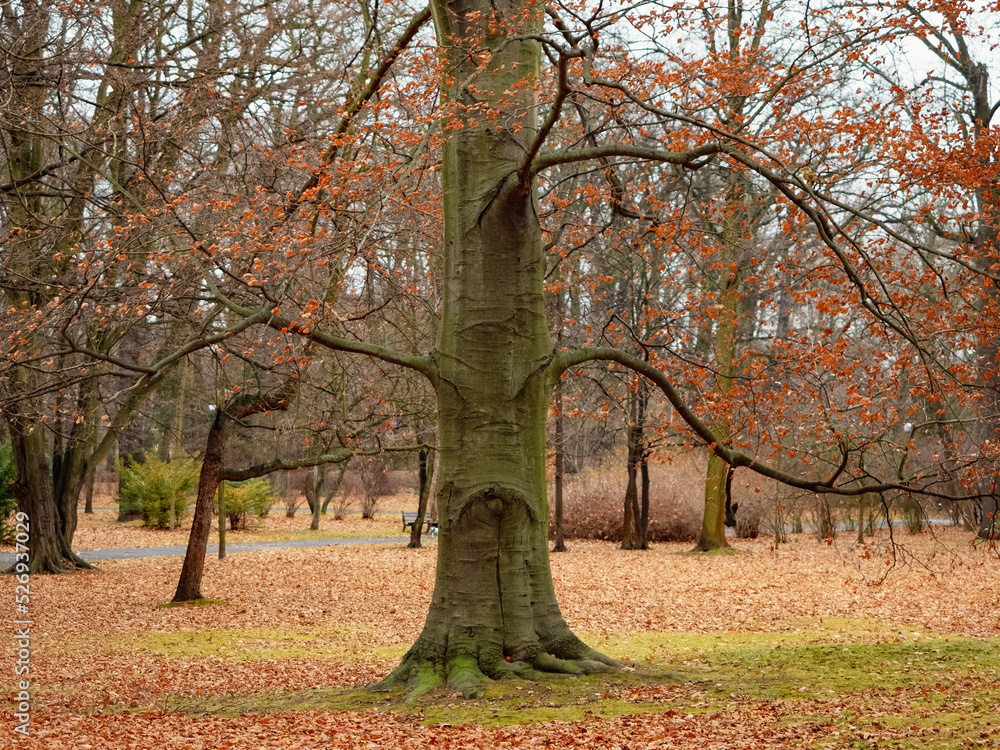 Naklejka premium face shape with moss on a forest tree trunk