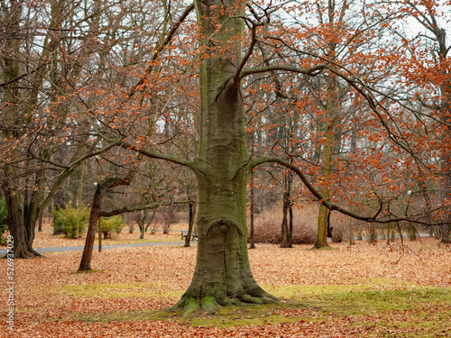 face shape with moss on a forest tree trunk