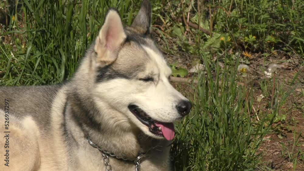 A Husky dog is resting on a spring day A Husky dog is resting on a spring day