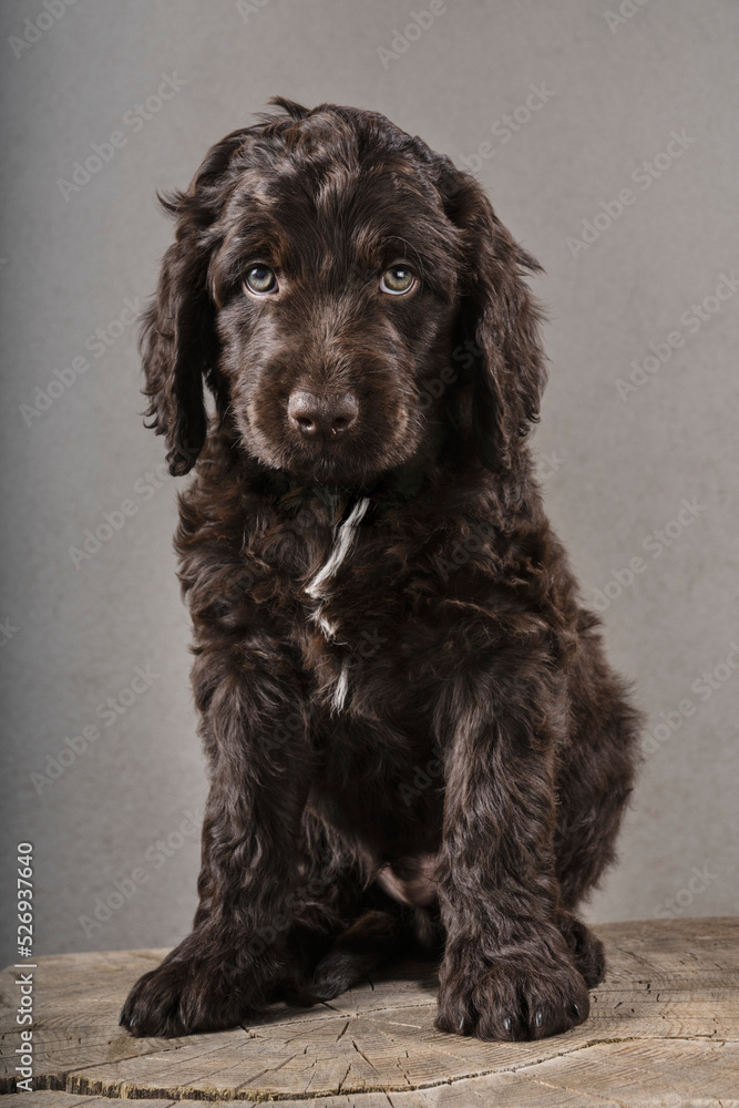 Curly haired cockapoo cheap
