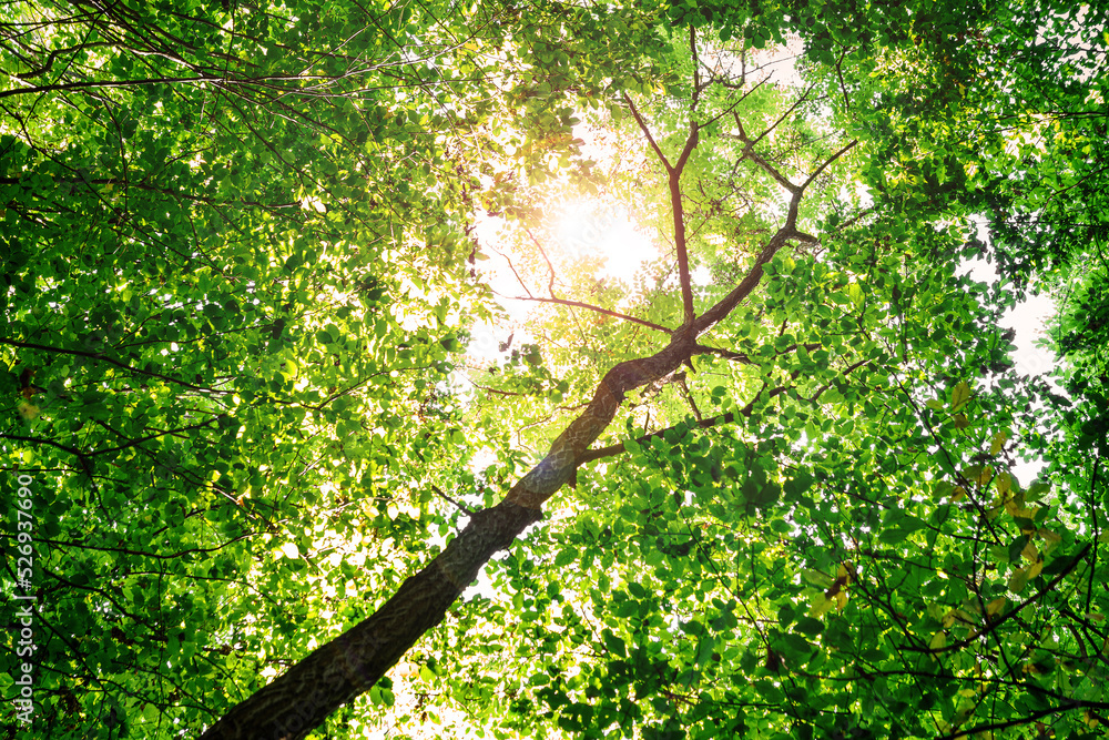 Fototapeta premium forest with path and bright sun shining through the trees