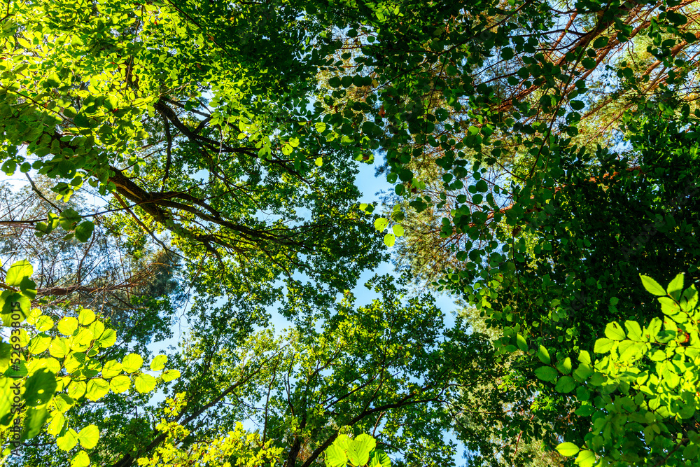 summer forest trees. nature green wood sunlight backgrounds summer forest trees. nature green wood sunlight backgrounds