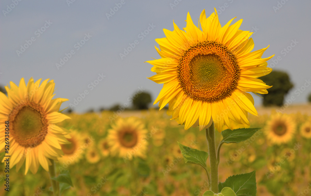 Girasol