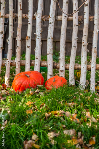 Pumpin Autumn Still Life With Fence photo