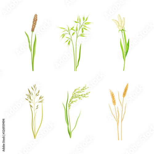 Grain Crop or Cereal Species as Cultivated Grass on Stalk with Inflorescences Vector Set
