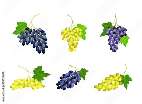 Clusters of Grape with Dark Blue and Green Berries Vector Set photo