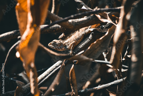 Stock images of a species of garden lizard outdoors in India.