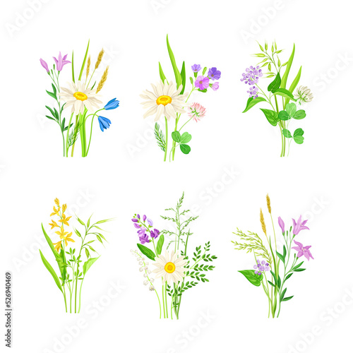 Floral Composition with Wildflowers and Meadow Plants Vector Set