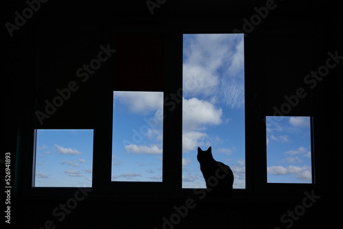 Domestic cat looks out the window at the clouds