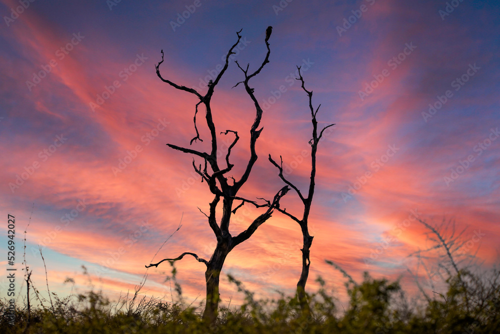 Beautiful landscape of a sunset in the African savannah in the dry season, with a bird resting in the treetop and a beautiful orange sky. Beautiful landscape of a sunset in the African savannah in the dry season, with a bird resting in the treetop and a beautiful orange sky.