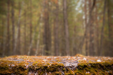 autumn background for subject photography - a stone table in an autumn forest is a blurry background for a product photographer.